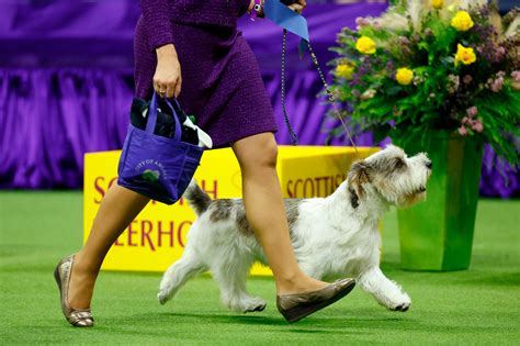yesterday dog results